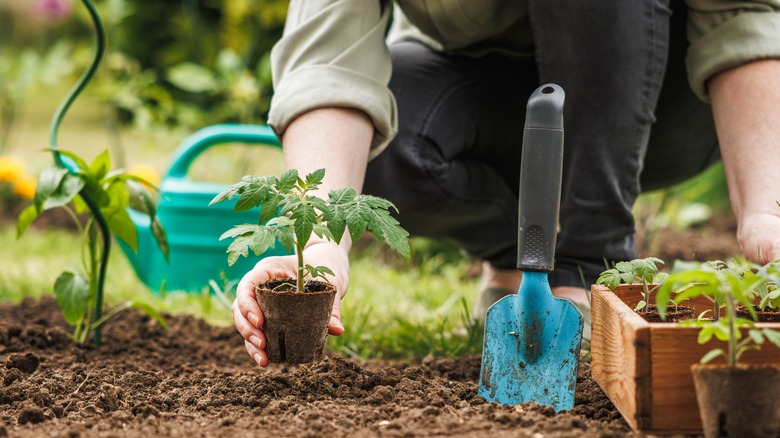 planting tomato seedlings in garden