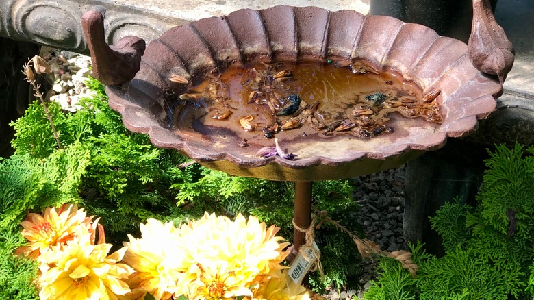 rusty bird bath