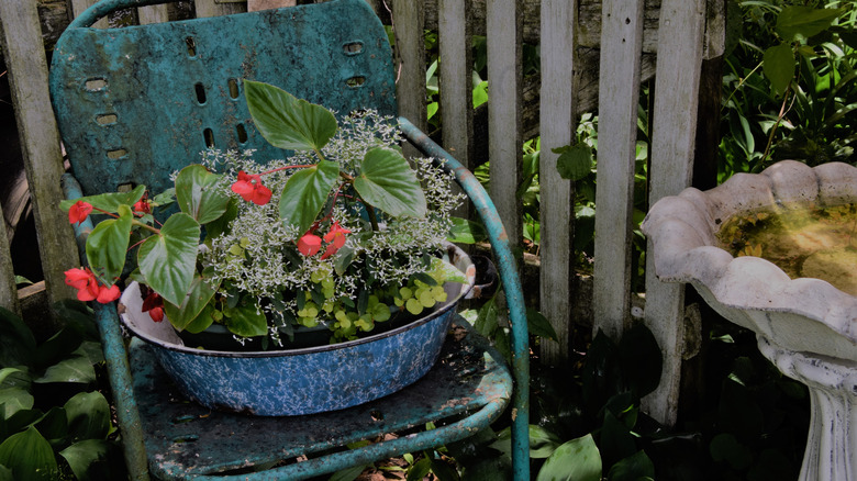 basin planter on chair