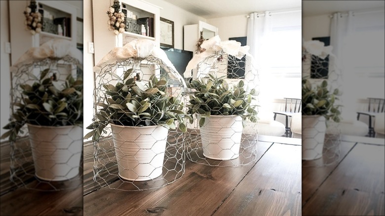 chicken wire cloches over plants