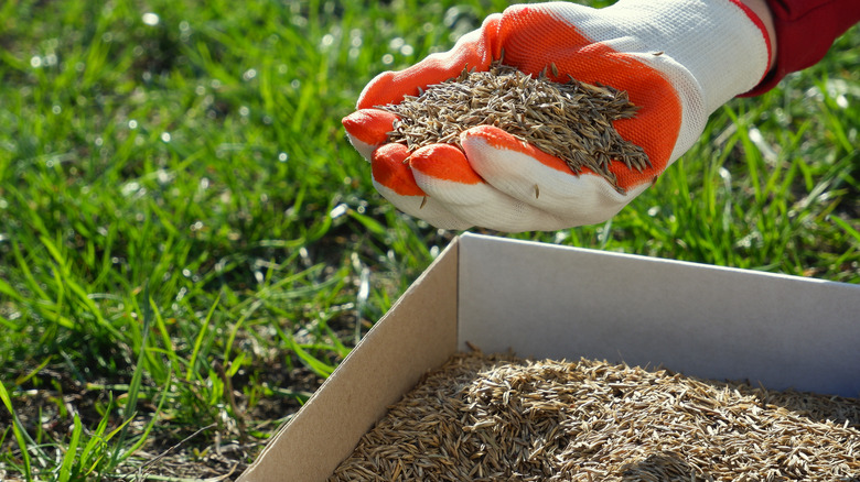 Seeds in cardboard box