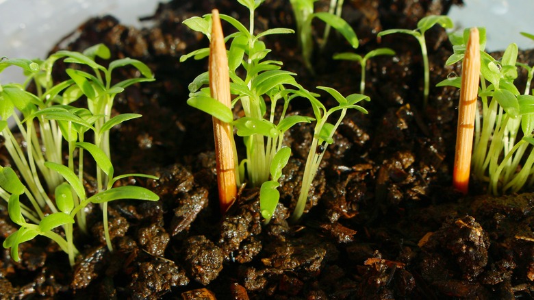 toothpicks in wet soil