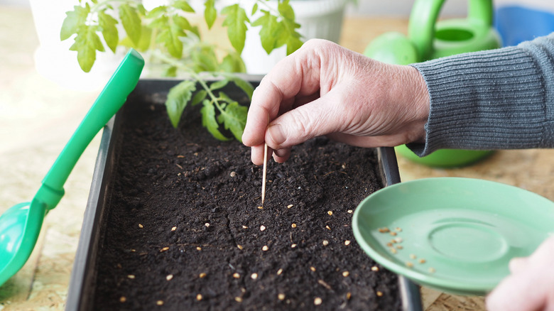 person planting seeds with toothpick