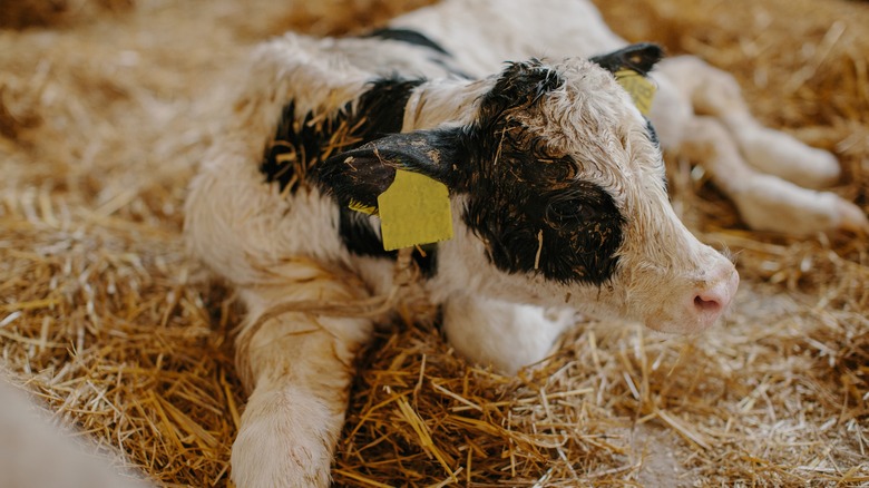 Calf lying on straw