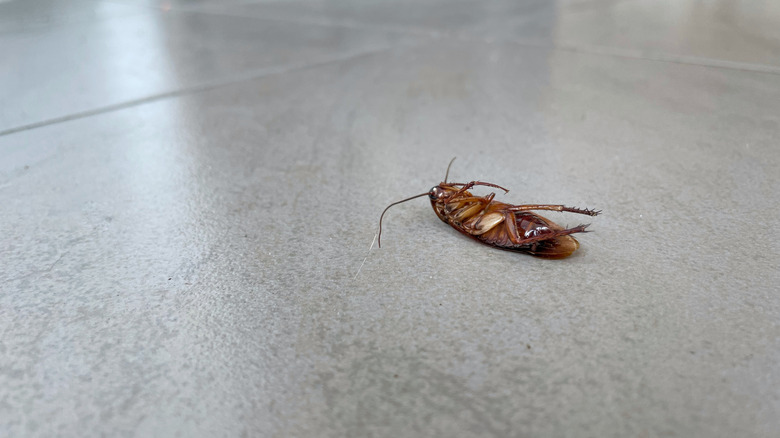 Dead cockroach on floor