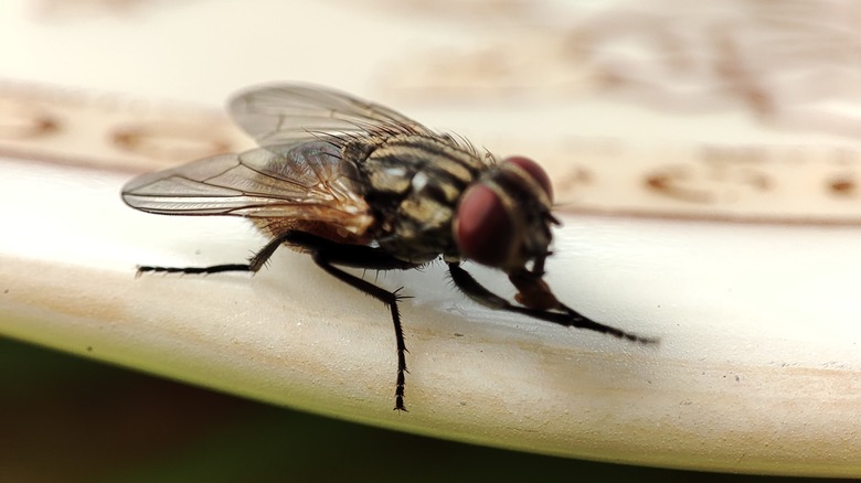 House fly on a plate