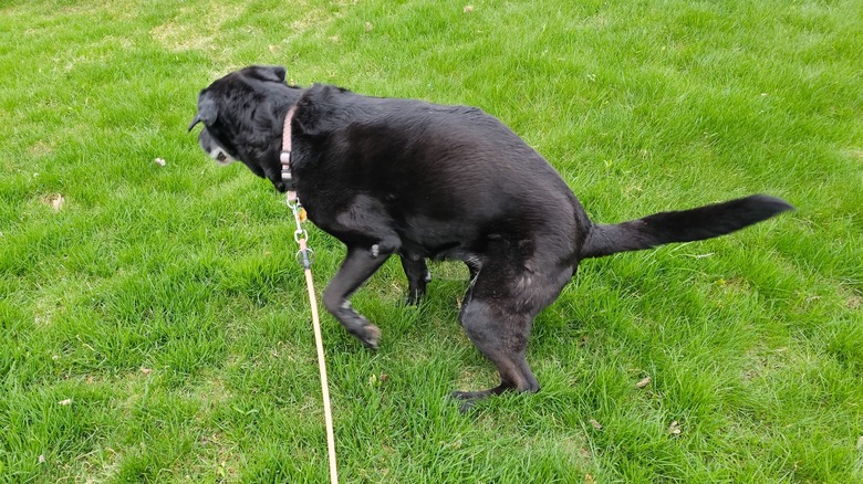 Dog using bathroom in lawn