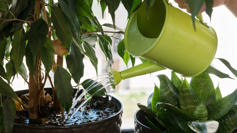 Watering houseplant