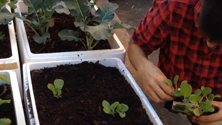 using Styrofoam coolers in garden