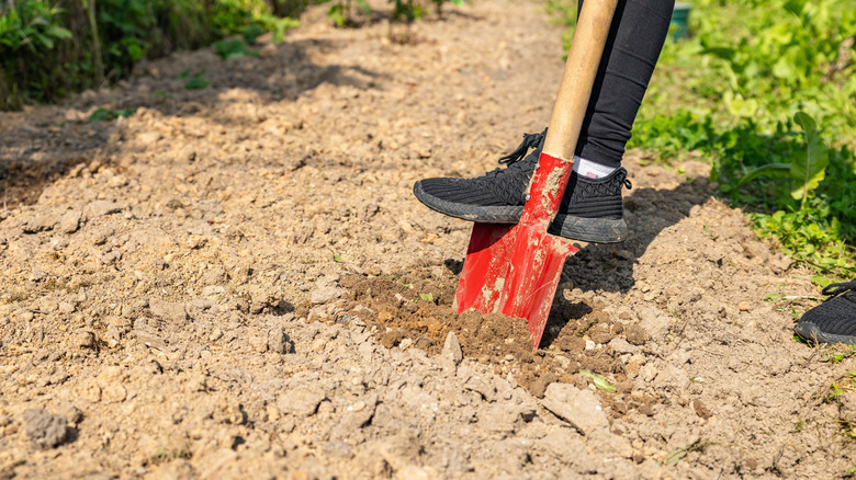 A person with black shoes digging in soil with a shovel with a red blade