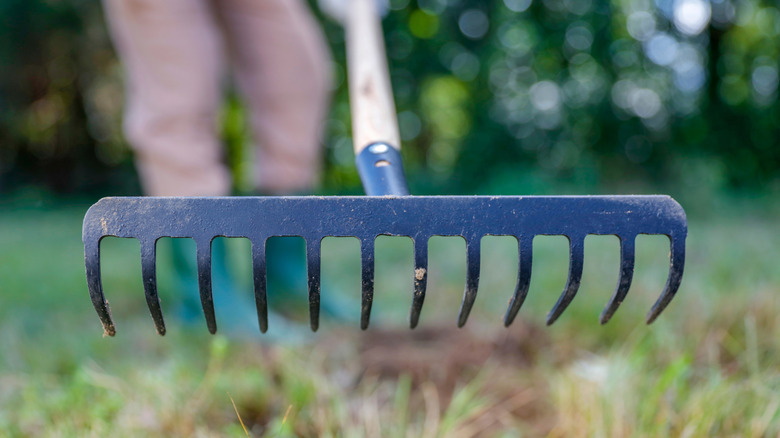 A black rake being used on grass