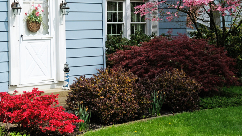 Light blue home with white door and bushes