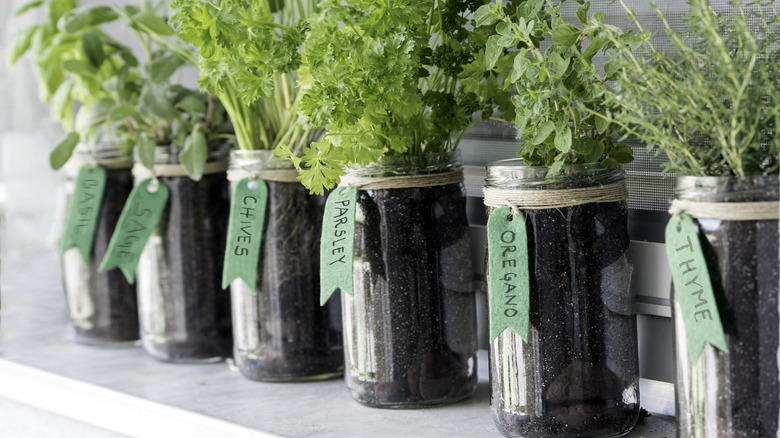 herbs growing in jars on shelf