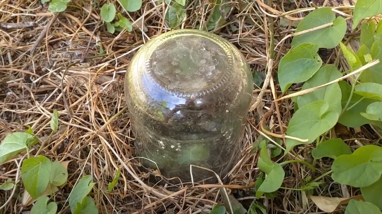 jar over plant in yard