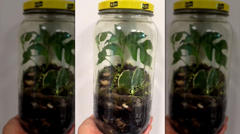 terrarium plant in jar