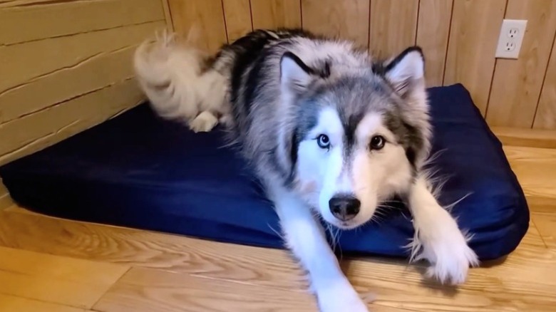 Husky lying on a blue dog bed on hardwood floor