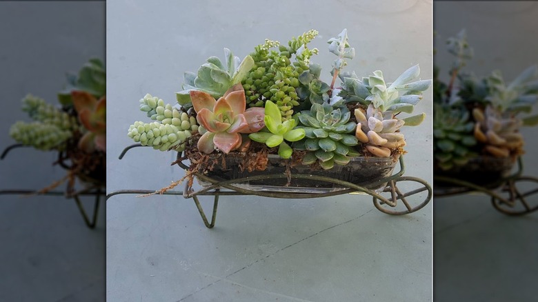 dish full of succulents