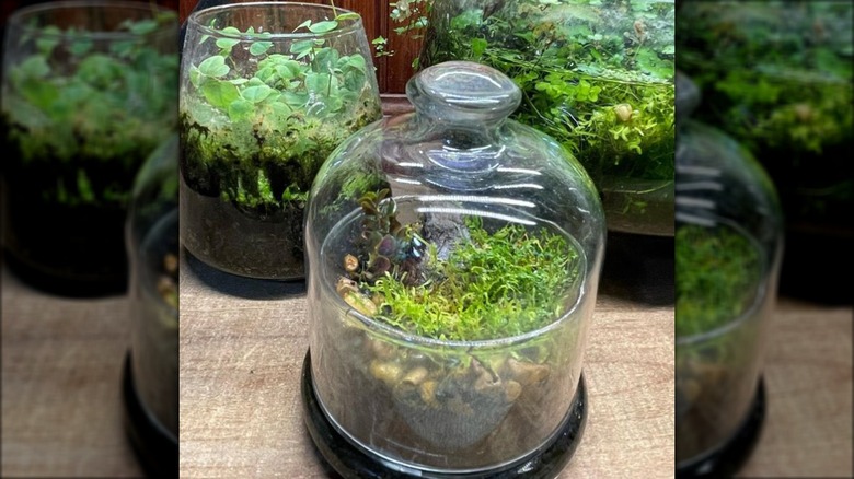 domed terrarium