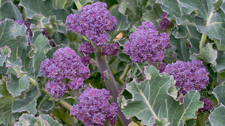 purple broccoli