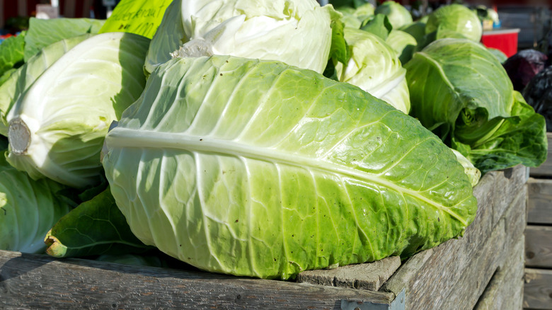 pointed cabbage