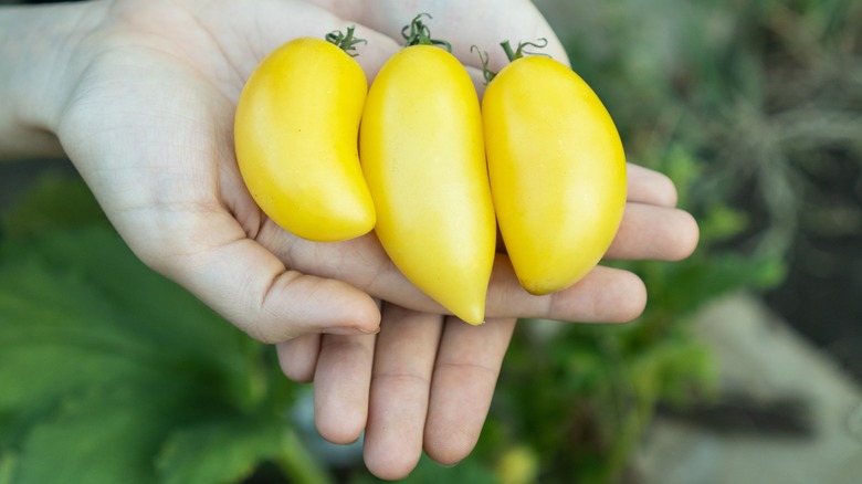 yellow tomatoes