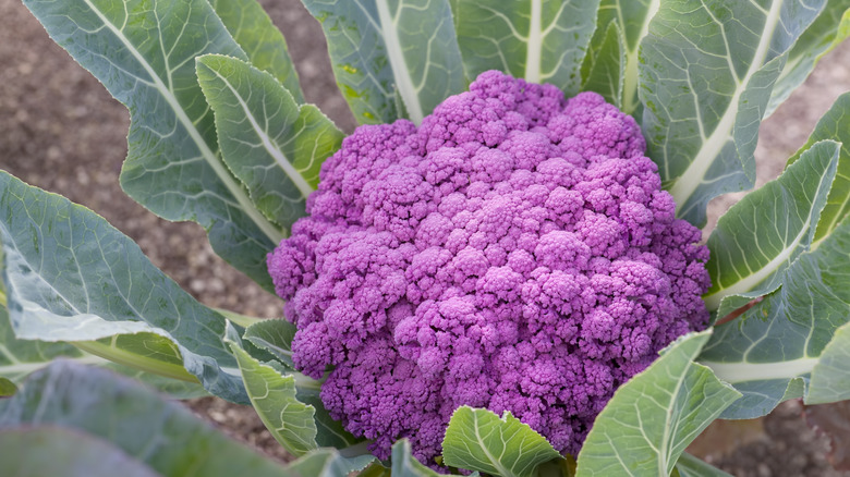 purple cauliflower in garden