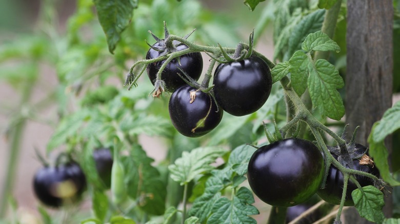 black tomatoes on plant