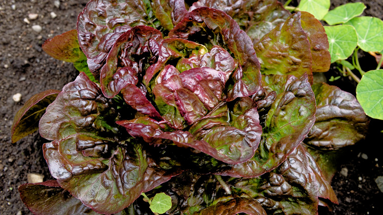 red lettuce in garden