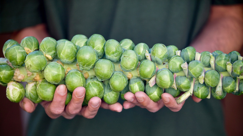 Brussels sprouts stalk held by person