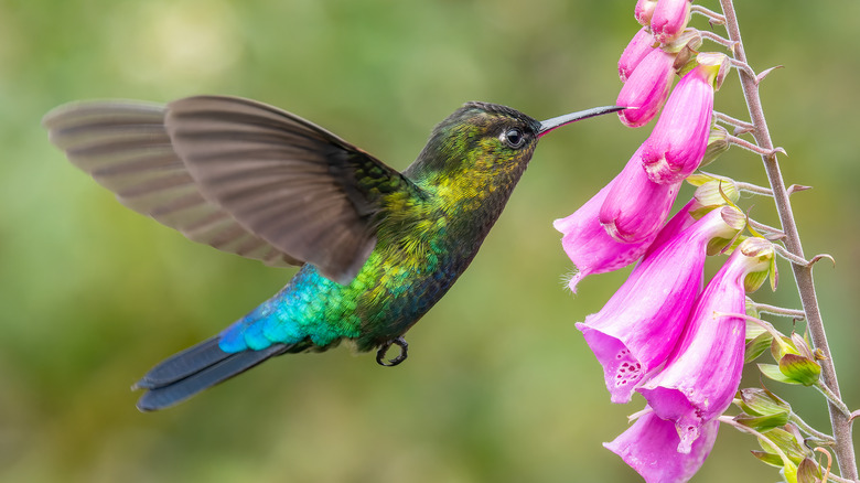 Hummingbird feeding on flower