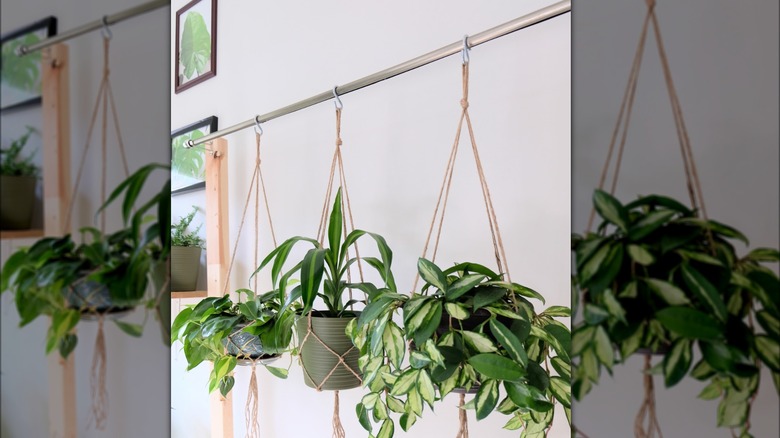 plant baskets hanging from rod