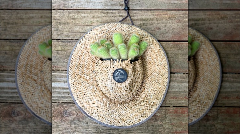 cactus in straw hat planter