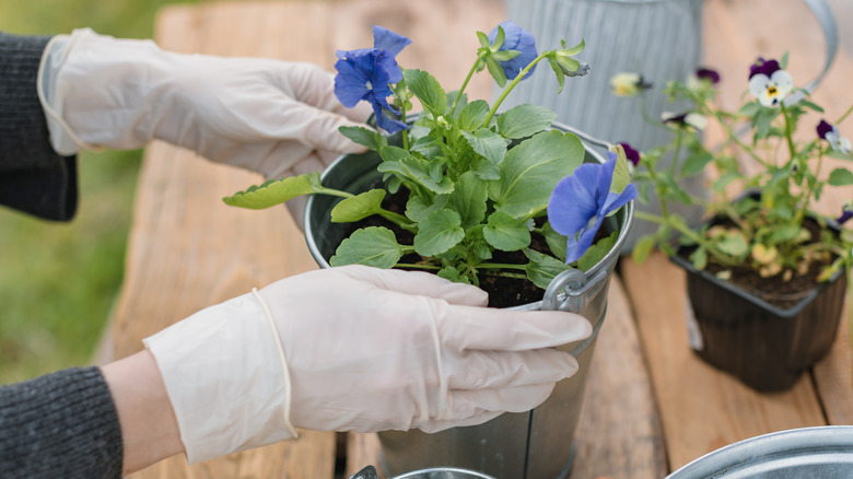 hands putting flower in bucket