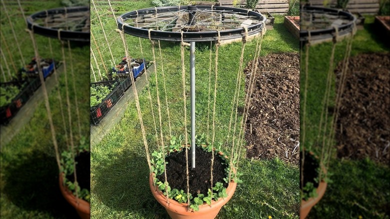 bike wheel garden trellis