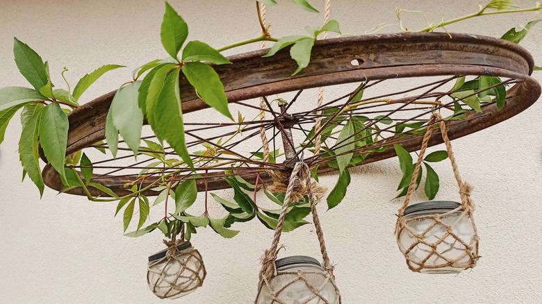 plants hanging from bike wheel