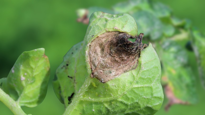 botrytis blight on leaf