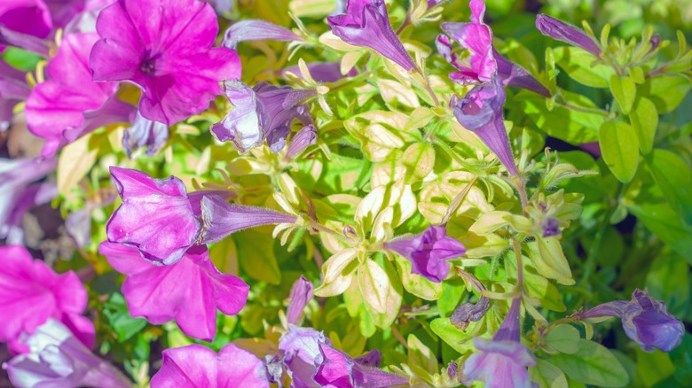 petunias with aster yellows