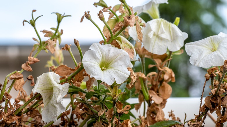 Petunias with brown foliage