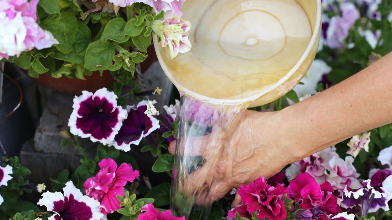 flushing soil with water bucket