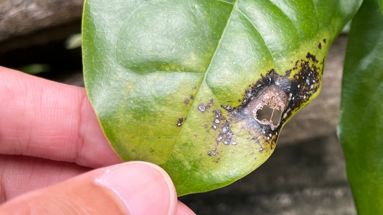 closeup of bacterial leaf rot