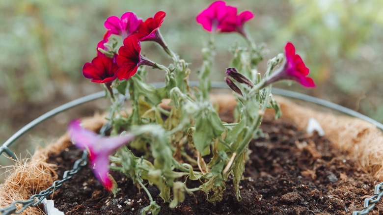 Dried and wilting petunias