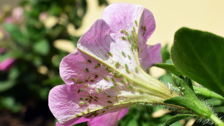 green aphids on petunia