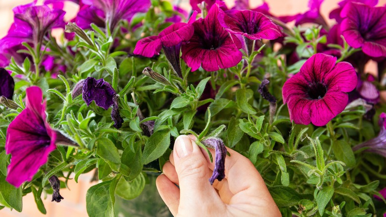 petunia with wilted blooms