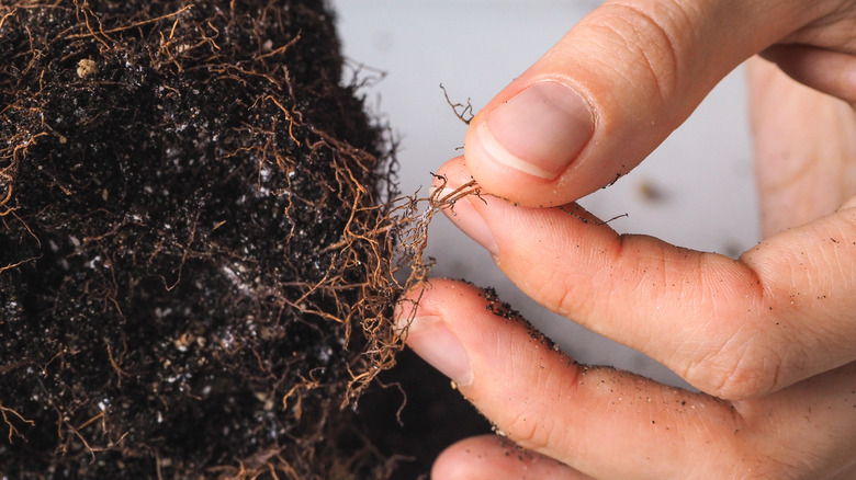 Hands tugging on unhealthy roots