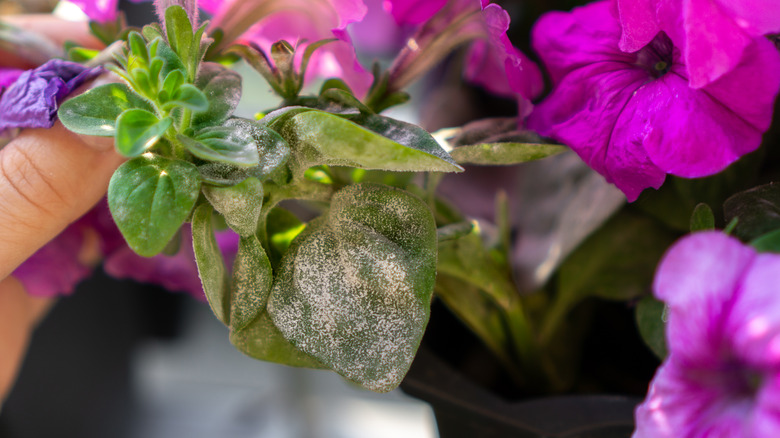 powdery mildew on petunia leaf