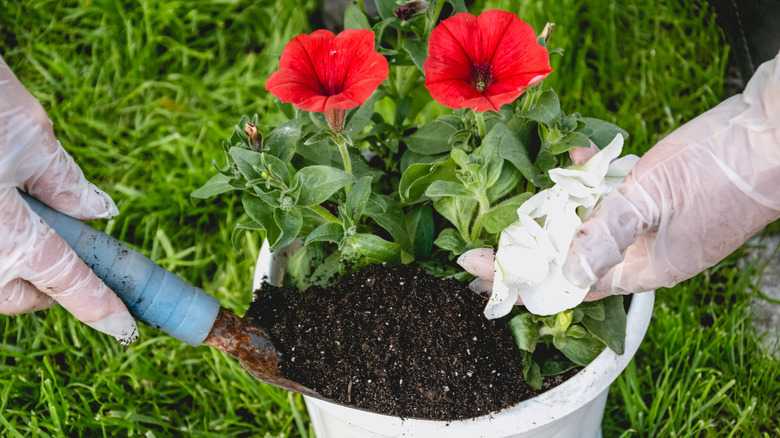 person repotting petunias