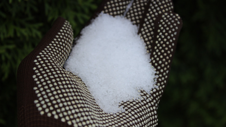 gloved hand holding Epsom salt