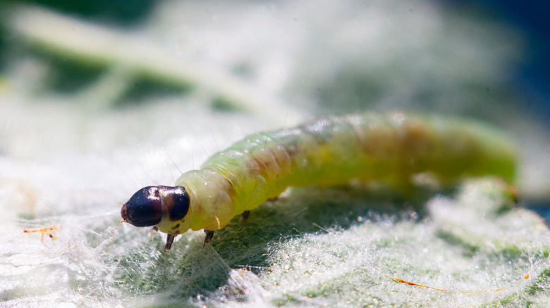 close-up of tobacco budworm