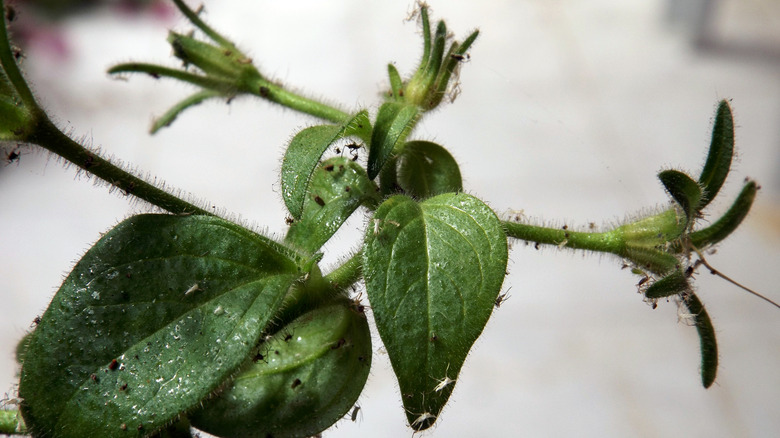 spider mites on plant