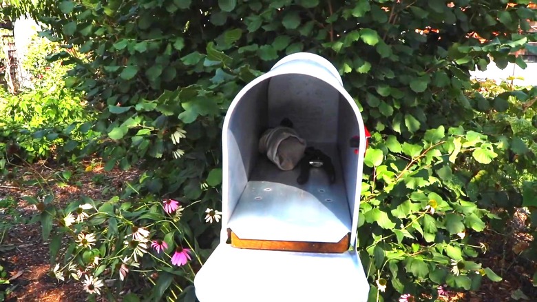 Gardening tools in mailbox